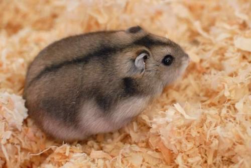 teddy bear long haired hamster