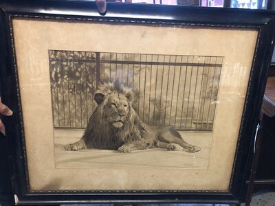 Original Lion painting 1931