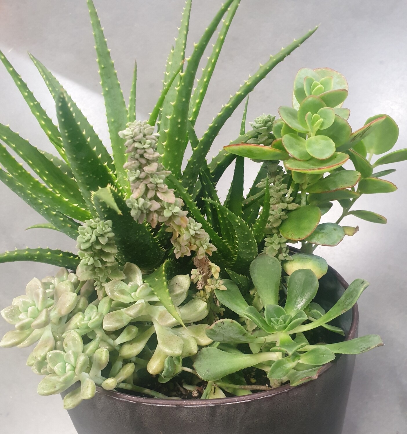 Succulent arrangement in ceramic pot