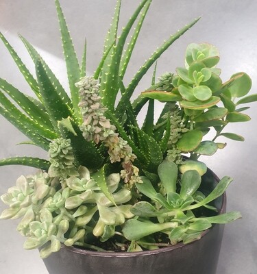 Succulent arrangement in ceramic pot
