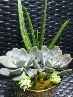4 succulent mix