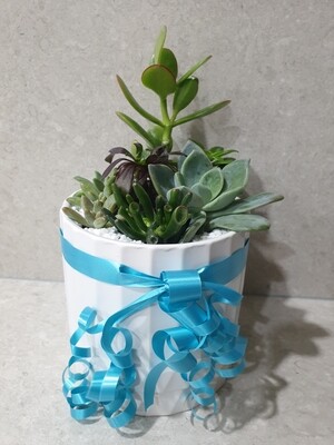 Succulent