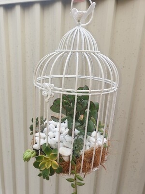 Succulent hanging birdcage arrangement