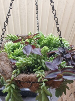 Hanging succulent basket