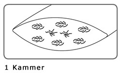 Kissen - SANITIZED LYTHRIUM - Dorbena Z 20126