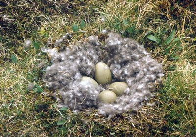 Kassettendecken Eiderdaunen - Christian Fischbacher