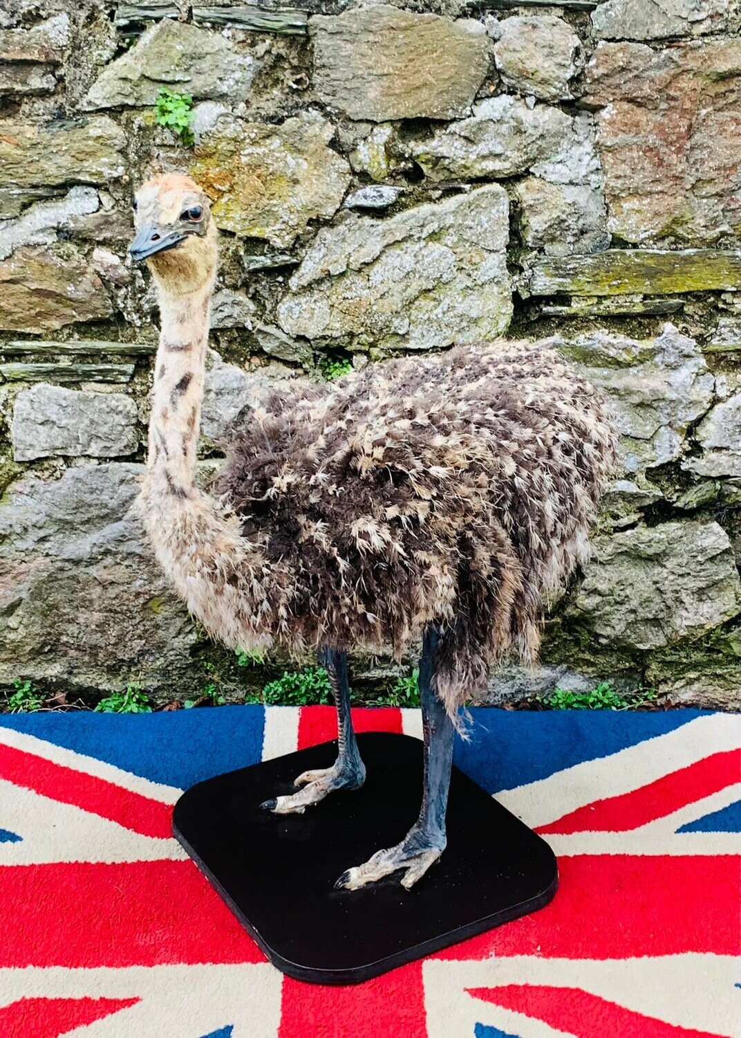 Well presented late Victorian Taxidermy Fully Feathered Emu on plinth.