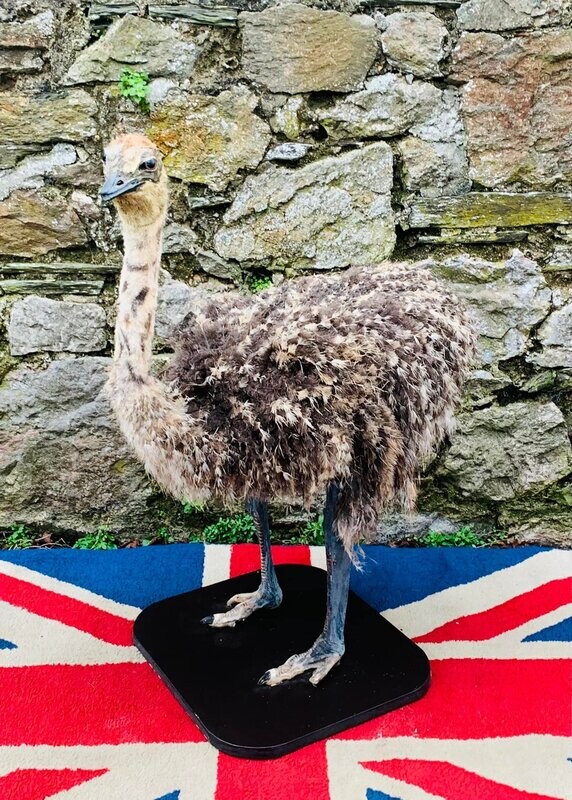 Well presented late Victorian Taxidermy Fully Feathered Emu on plinth.