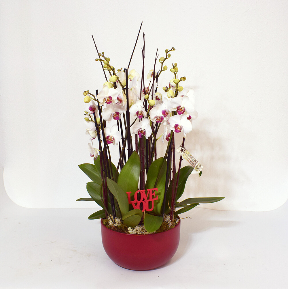 COMPOSITION D'ORCHIDEES LOVE YOU