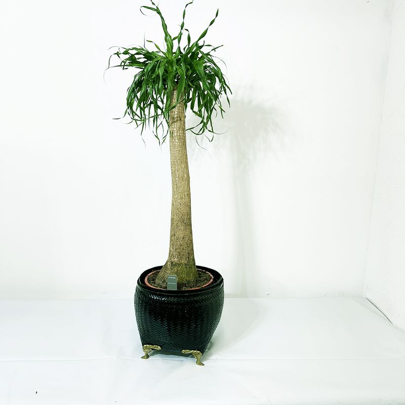 BEAUCARNEA