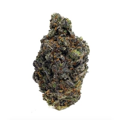 Gelato 41#