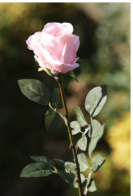 Rose Bud Large - Blush Pink