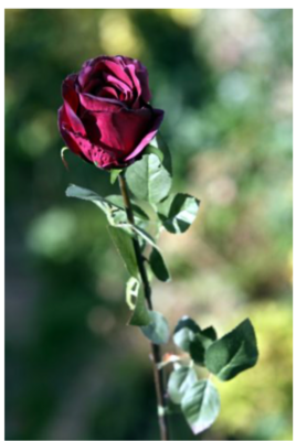 Rose Bud Large - Dark Red