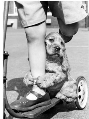 DOG WITH SCOOTER CARD