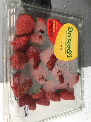 FRESH Strawberries