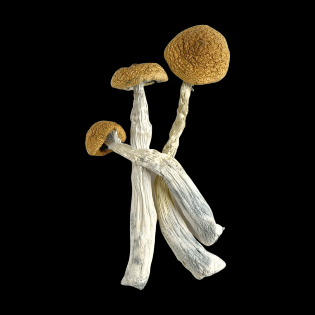 Texas Yellow Cap Magic Mushrooms (Texas Yellow Cap)