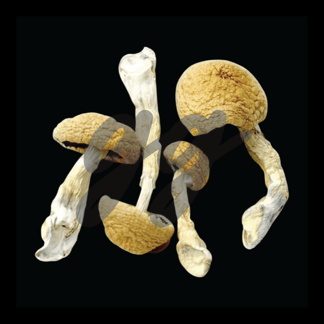 Hillbilly Magic Mushrooms (Hillbilly)