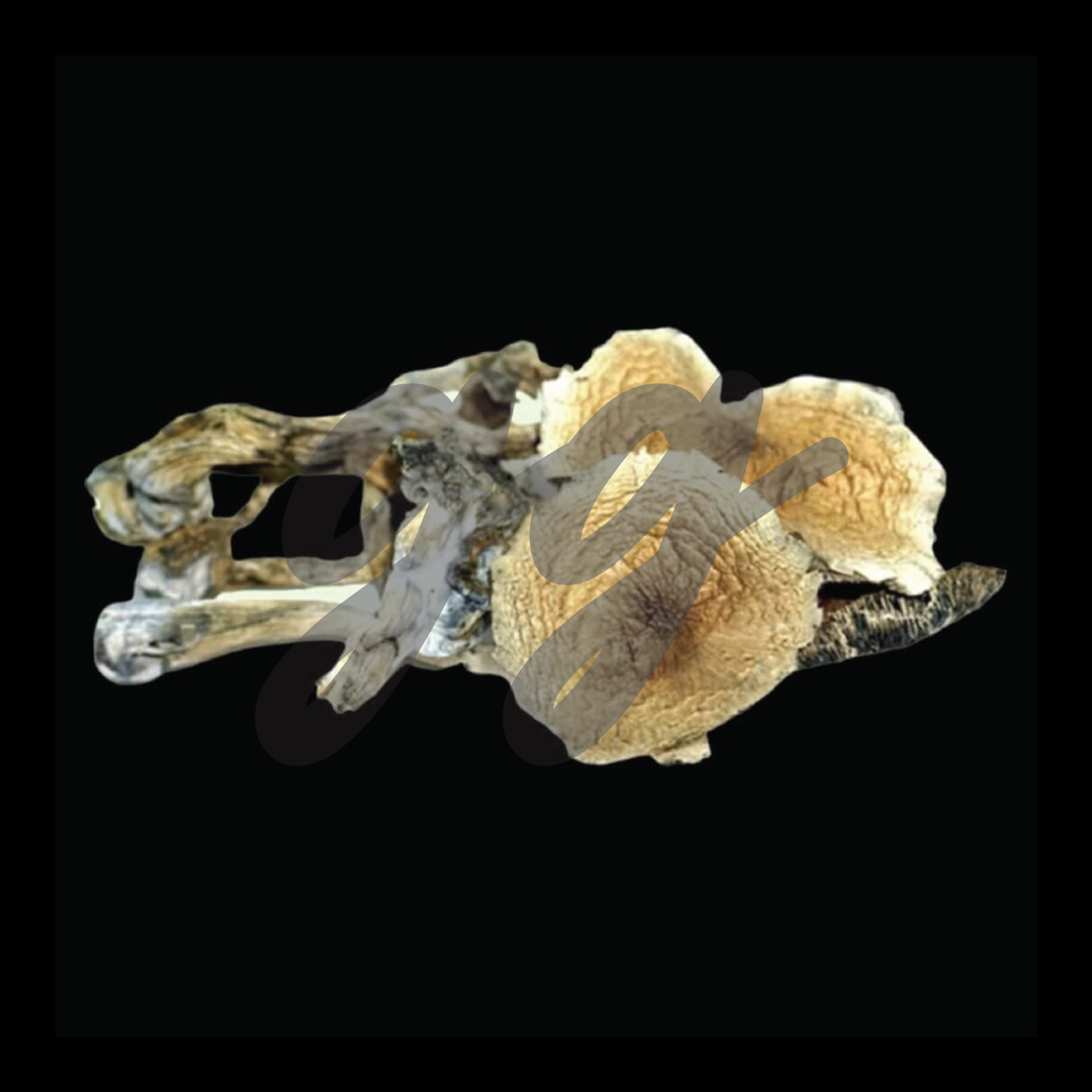 Golden Teacher Magic Mushrooms (Golden Teacher), Size: 4 gram