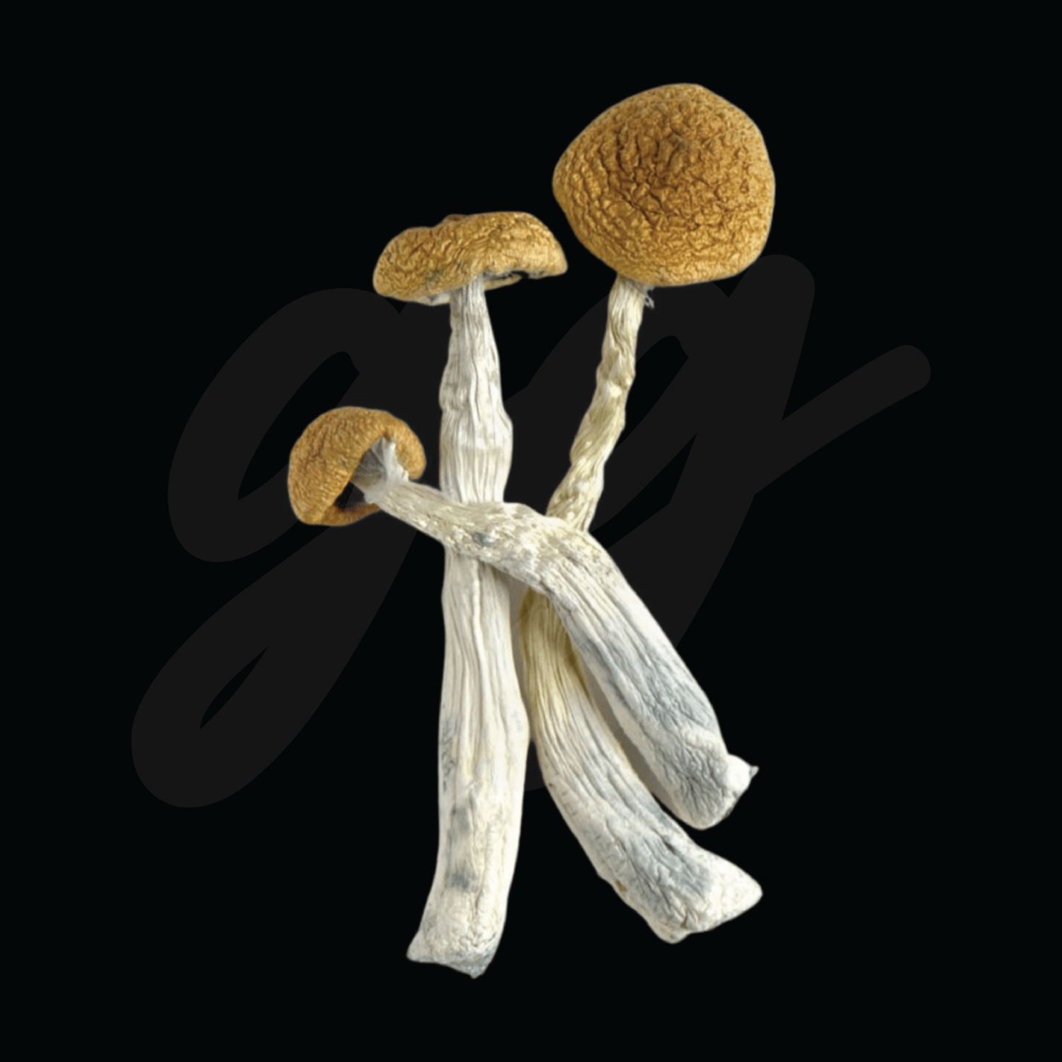 Texas Yellow Cap Magic Mushrooms (Texas Yellow Cap), Size: 4 gram