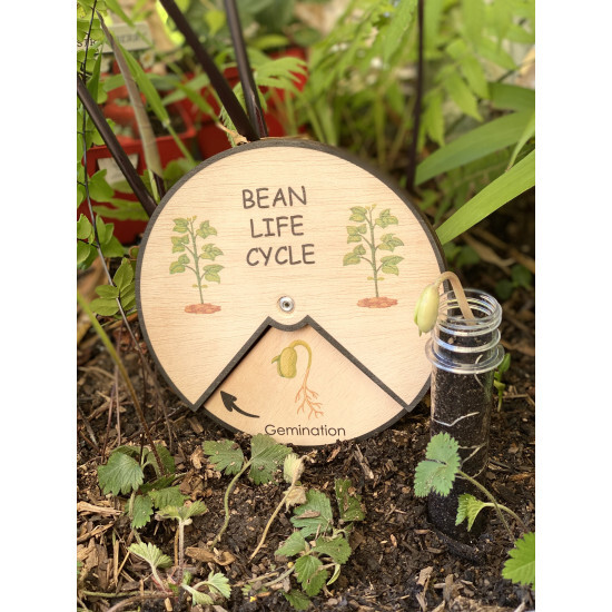 Bean Life Cycle Learning Wheel