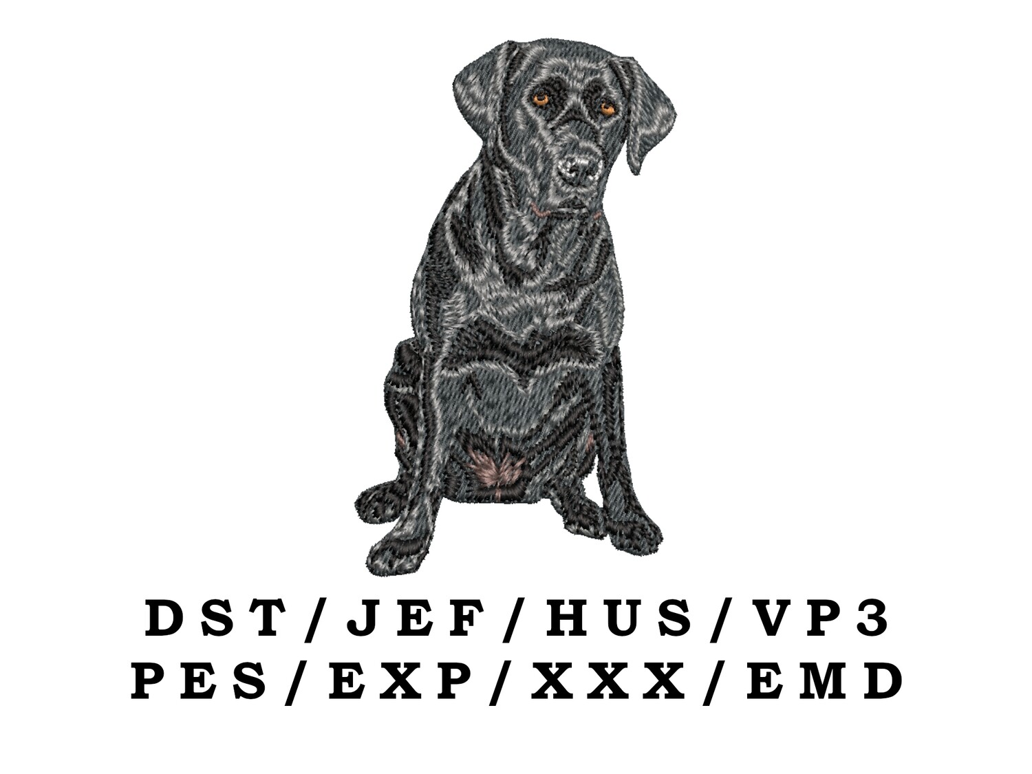 Labrador Retriever 14 - Full Body