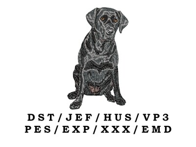 Labrador Retriever 14 - Full Body