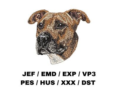 American Staffordshire Terrier 1
