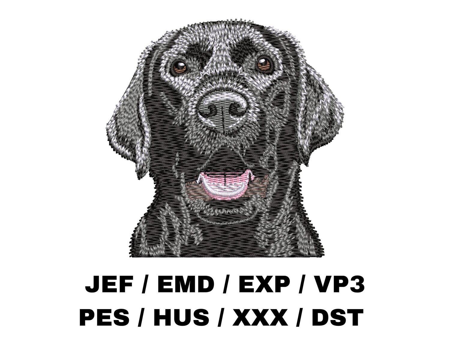 Labrador Retriever 3