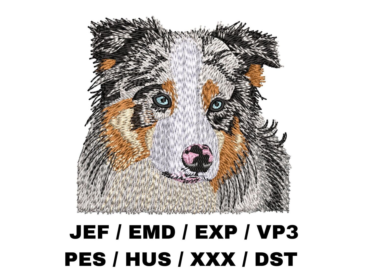 Australian Shepherd 4 - Blue Merle