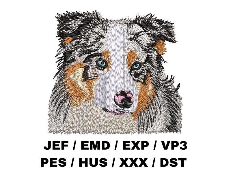 Australian Shepherd 4 - Blue Merle