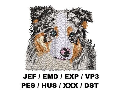 Australian Shepherd 4 - Blue Merle