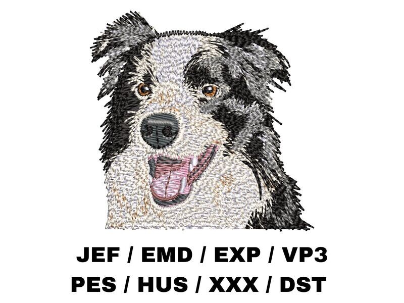 Border Collie 1