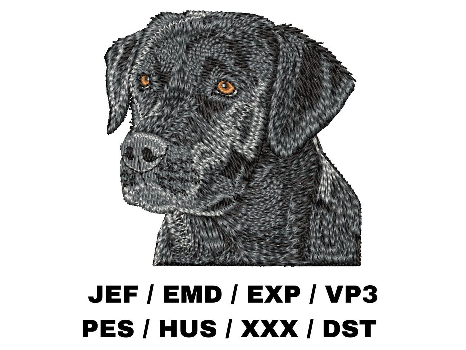 Labrador Retriever 4