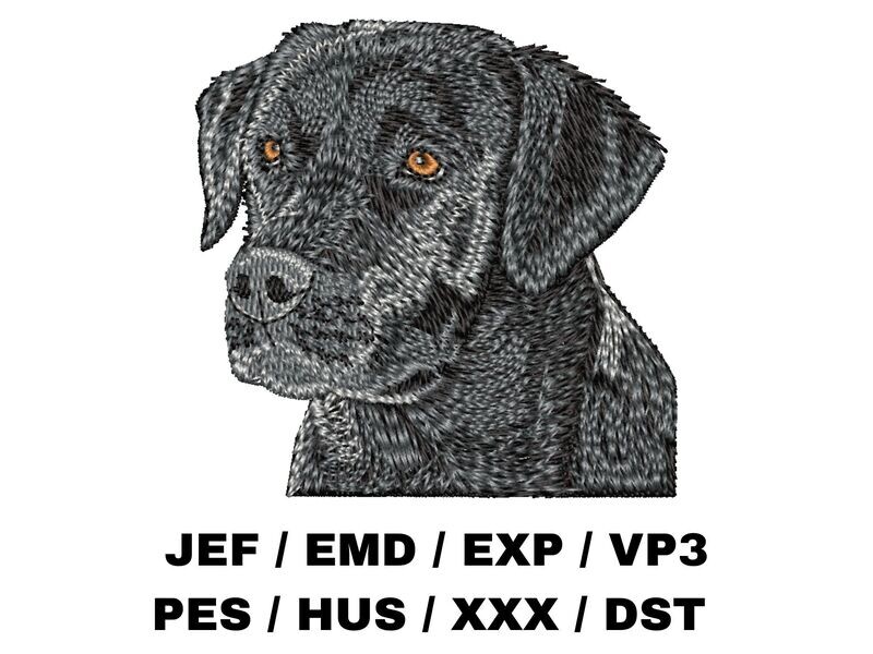 Labrador Retriever 4