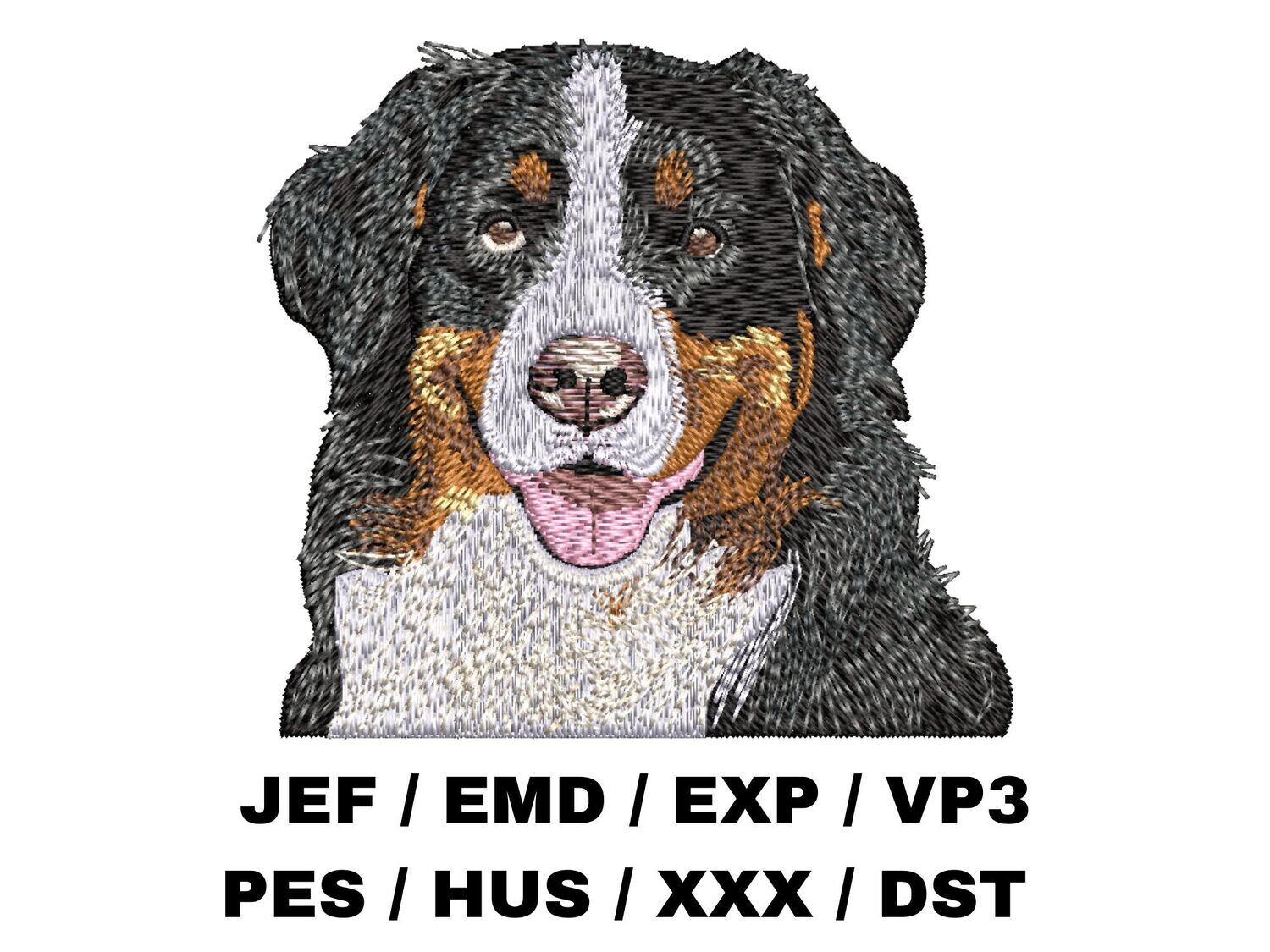 Bernese Mountain Dog 1