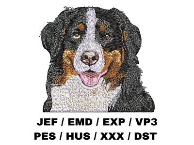 Bernese Mountain Dog 1