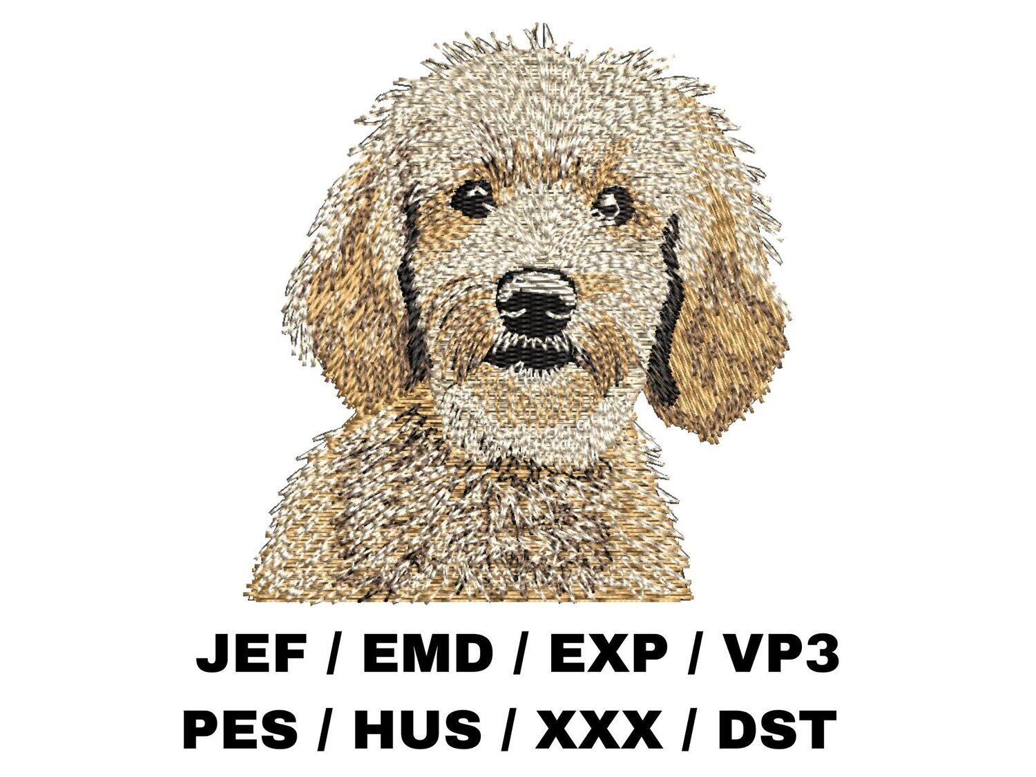 Goldendoodle 2