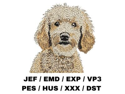 Goldendoodle 2