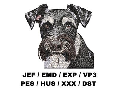 Miniature Schnauzer 1
