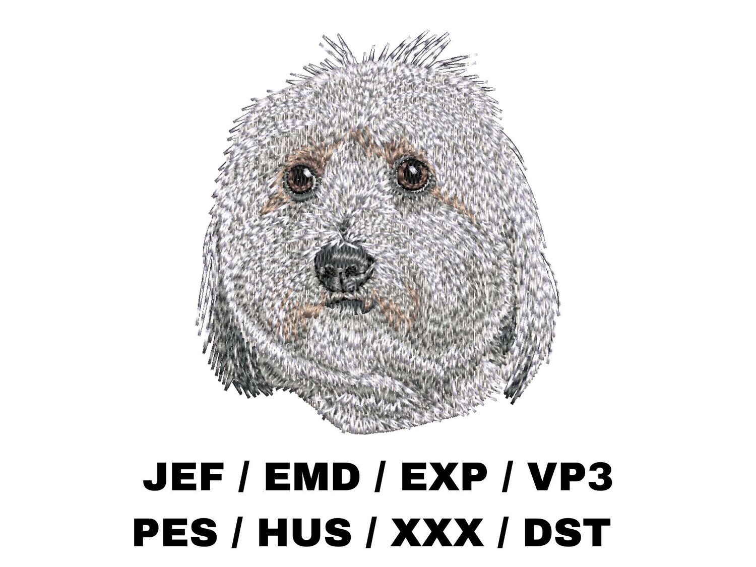 Coton de Tulear 1