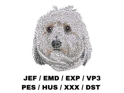 Coton de Tulear 1