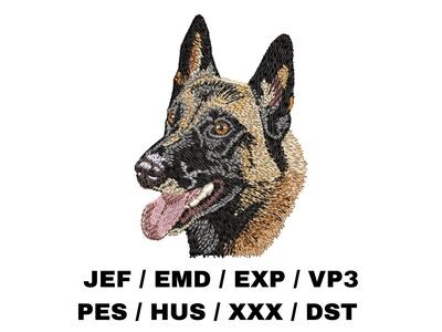 Belgian Malinois 1