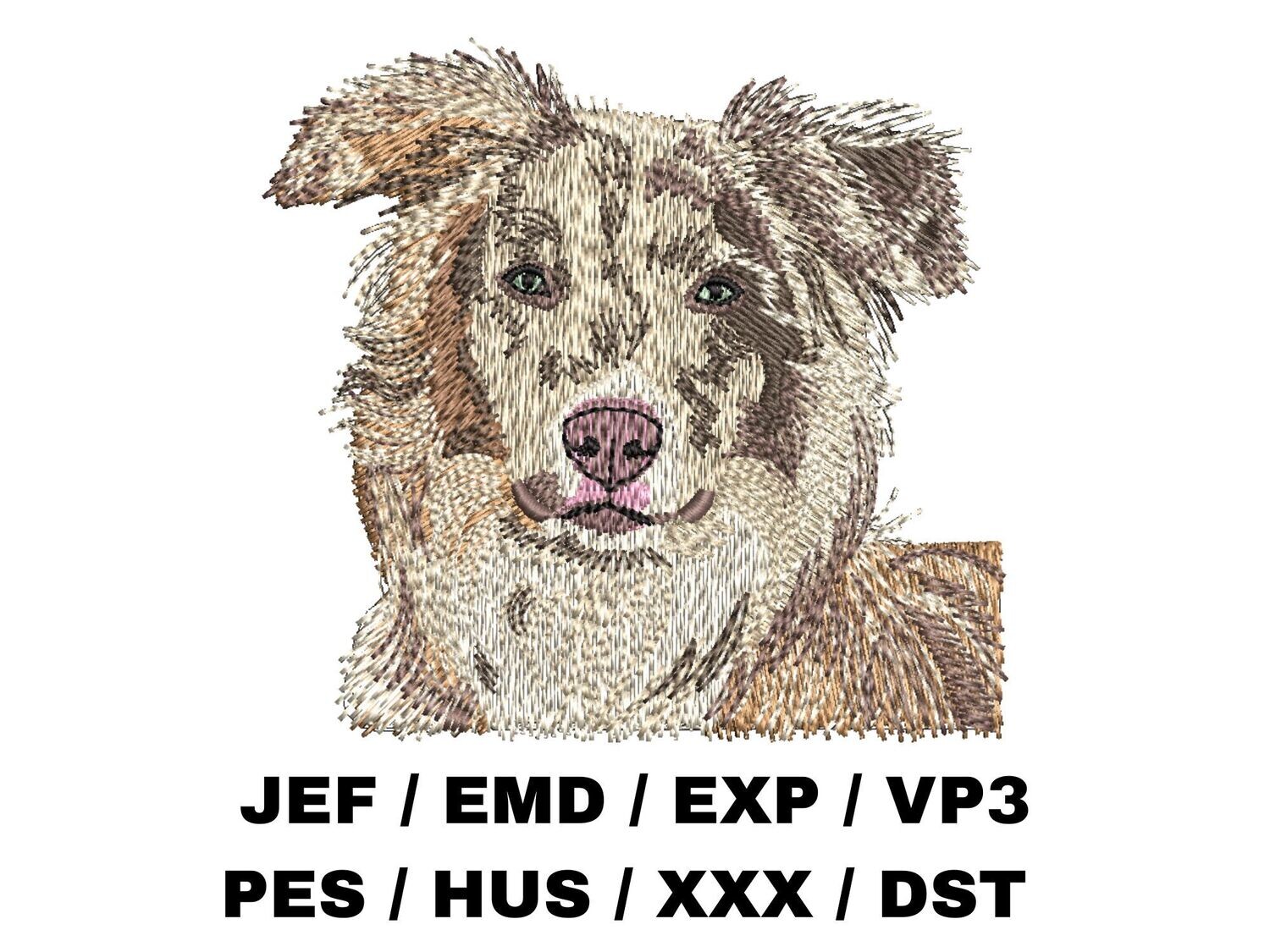 Australian Shepherd 3 - Red Merle