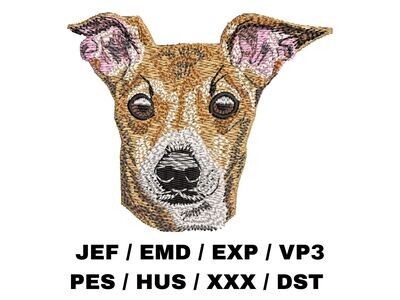 Italian Greyhound 1