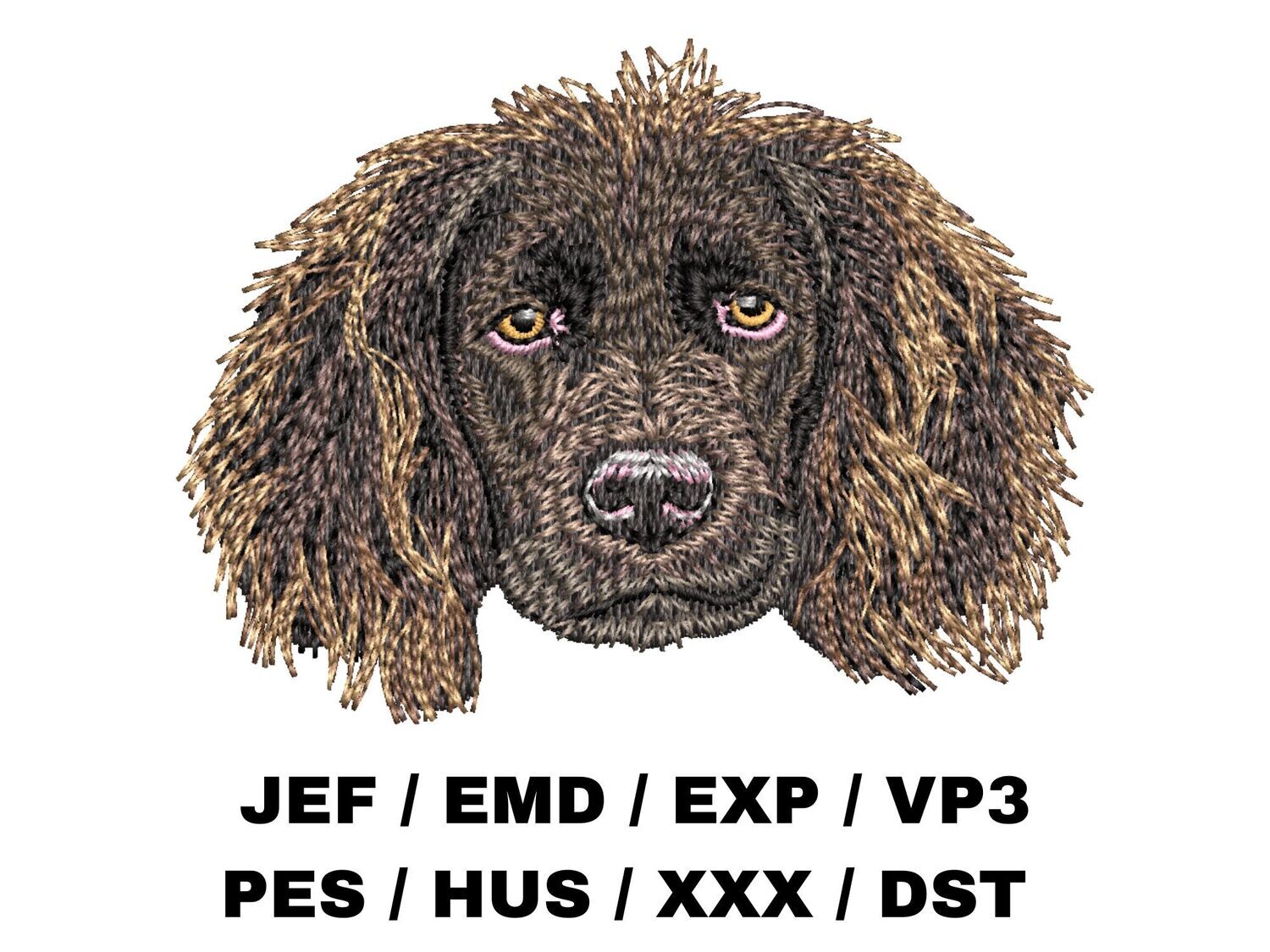 Boykin Spaniel