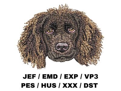 Boykin Spaniel