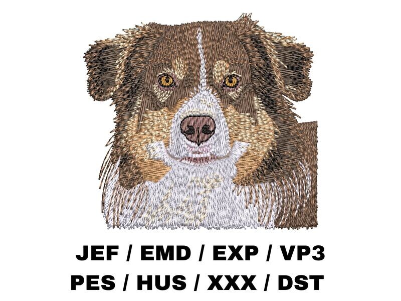 Australian Shepherd 2