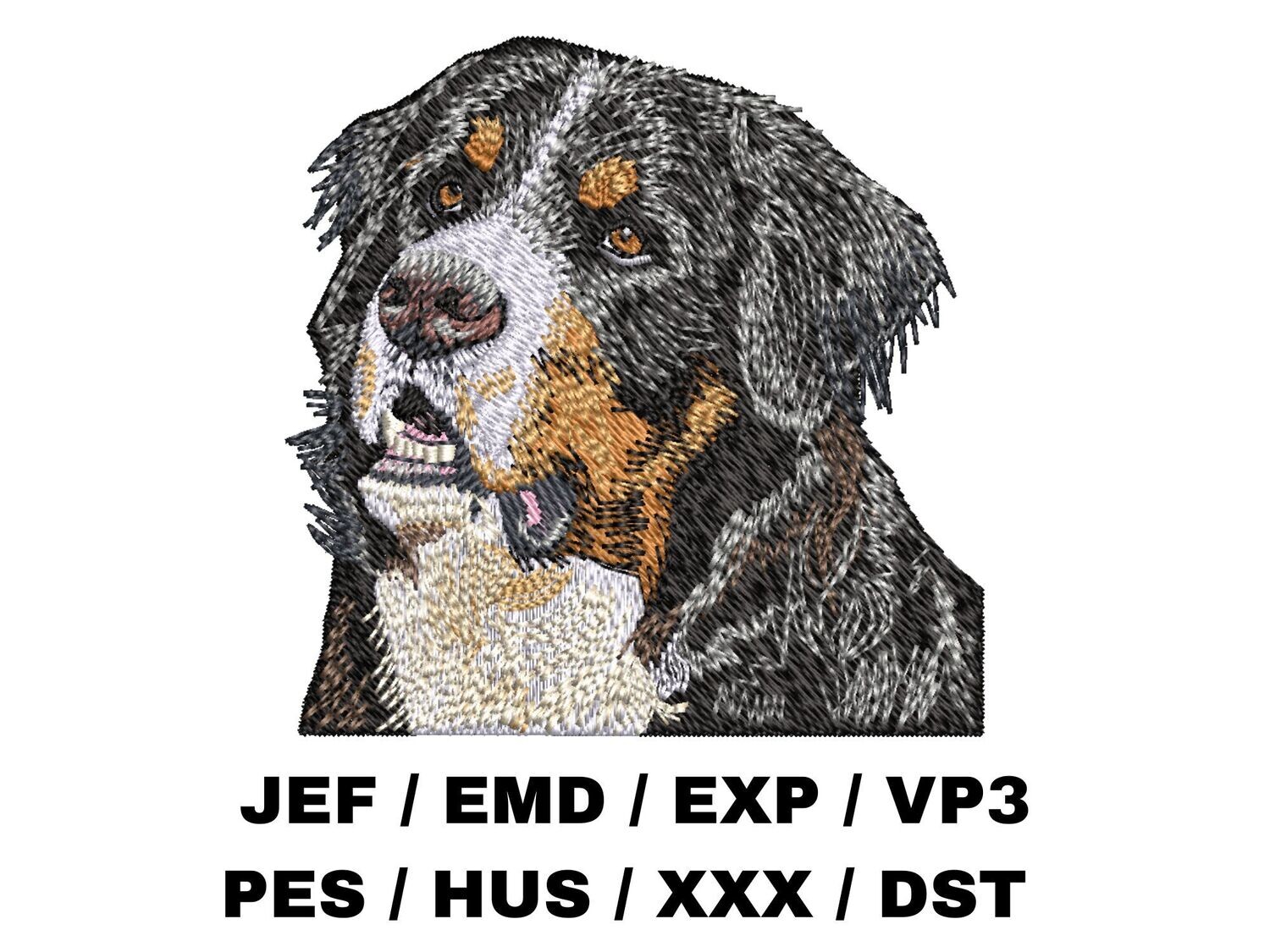 Bernese Mountain Dog 2