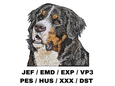 Bernese Mountain Dog 2