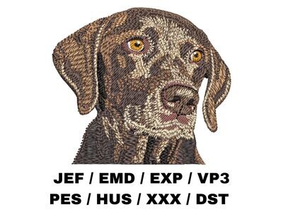 German Shorthaired Pointer